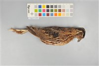 藏品(鵪鶉)的圖片